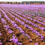 Campos-Azafran_EDIIMA20181107_0899_19