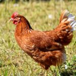chicken-3535547_1280