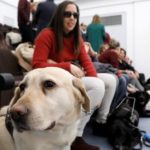PERROS-ASISTENCIA_EDIIMA20181220_0345_19
