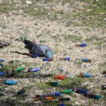 Paloma-muerta-pichon-amigas-palomas_EDIIMA20160304_0615_1