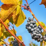 Flexibilizan plazos y requisitos para los arranques y plantaciones de viñedo en Castilla-La Mancha