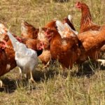 happy-hens-3524423_1280