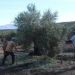 Aceituna_EDIIMA20190304_0118_19