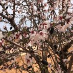 Almendro-flor_EDIIMA20190201_0824_19