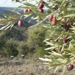 Olivares de miel (1)