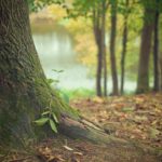 tree-trunk-569275_1280
