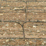 Vinedos-Castilla-La-Mancha_EDIIMA20190417_0289_19