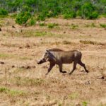 warthog-4057270_1280