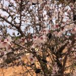 Almendro-flor_EDIIMA20190201_0824_1[1]
