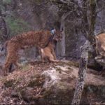 Camada-linces-Montes-Toledo_EDIIMA20170809_0215_5