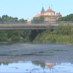 SOS de Talavera para incrementar el caudal del Tajo ante la plaga de mosquitos