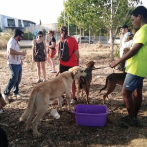 Adoptarán a alrededor de una docena de los perros evacuados por el incendio de Toledo