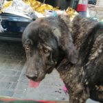 Las protectoras cifran en un millar los animales fallecidos durante el incendio de Almorox-Cadalso