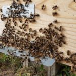 Belvís de la Jara, ejemplo de cómo los polinizadores y los agricultores se benefician mutuamente