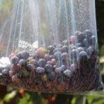 Muestras-uvas-campana_EDIIMA20190809_0578_19