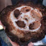 Vaina-cacao_EDIIMA20190913_0206_19