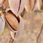 Almendra_EDIIMA20190918_0251_19