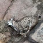 Lince-cepo-pasado-mes-septiembre_EDIIMA20191003_0835_19