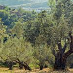 Olivar
