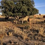 Carolina-Fernandez-explotacion_EDIIMA20191115_0819_19