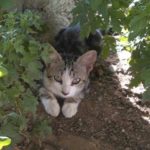 GATO