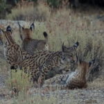 lince