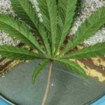 0479-bizcocho-marihuana