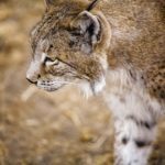 iberian-lynx-1203999_1280