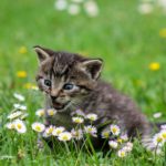 kitty-2948404_1920