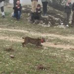 3_suelta del lince ''Quejigo', en finca de Villarejo de Montalbán