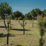 8-¦ Bosque SIGAUS-14