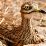 Burhinus-oedicnemus-_Alcaravan_Chorlitoshutterstock-1080x675