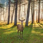 Los retos para conservar la biodiversidad, mucho más que cambio climático