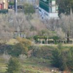 20200300_arbolado_zonas_verdes_parque_crucero