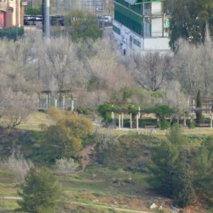 Ciudadanos propone un decálogo de mejoras para el arbolado y las zonas verdes de Toledo