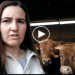 VÍDEO GANADEROS MENASALBAS