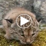 LINCE