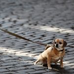 dog-926785_1920