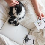 cama casa mascota