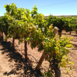 Viñedos