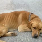 El Ayuntamiento de Talavera pide no abandonar a los animales durante el confinamiento