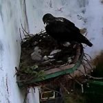 águila perdicera