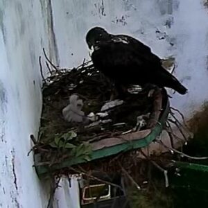 El águila perdicera lucha por su existencia con el nacimiento de dos nuevos pollos en Sevilleja de la Jara