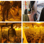 marihuana gerindote