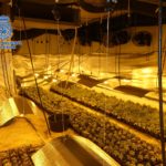 Desmantelado un laboratorio dedicado al cultivo ilegal de marihuana asentado en la localidad de Layos