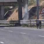 toro toledo