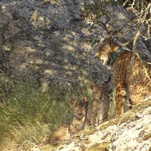 Una década desde la primera suelta de linces ibéricos en la región: "Su extinción hubiera supuesto una pérdida ecológica y cultural"