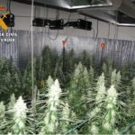 marihuana