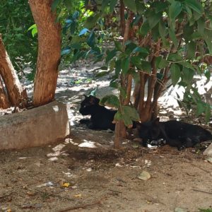 Toledo, Talavera y Madridejos consiguen más de 130.000 euros de subvención para mejorar el control de colonias felinas