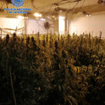 PLANTACION OLIAS